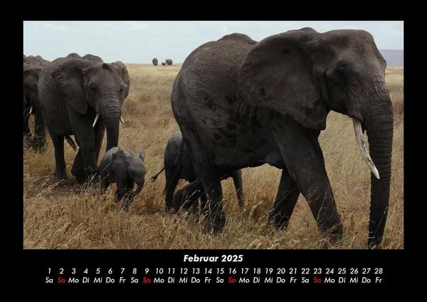 Produktbild: Elefanten - Die sanften Riesen Afrikas 2025 Fotokalender DIN A3