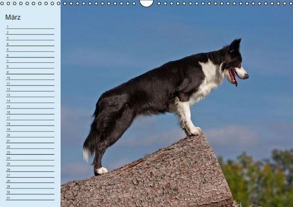 Produktbild: Der Border Collie Geburtstagskalender (Wandkalender immerw&auml;hrend DIN A3 quer)