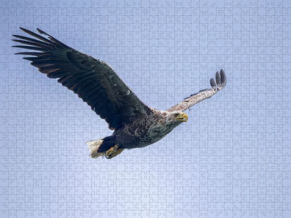 Produktbild: CALVENDO Puzzle Seeadler im Flug | 1000 Teile Lege-Gr&ouml;&szlig;e 64x48cm Foto-Puzzle f&uuml;r gl&uuml;ckliche Stunden
