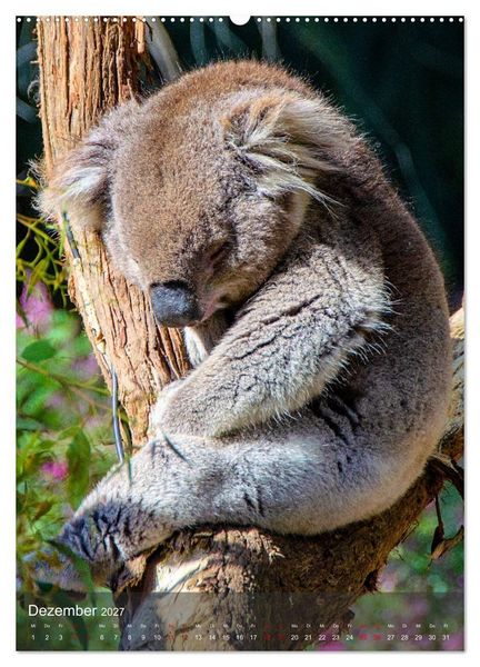 Produktbild: Koalas auf den Pelz ger&uuml;ckt (hochwertiger Premium Wandkalender 2027 DIN A2 hoch), Kunstdruck in Hochglanz