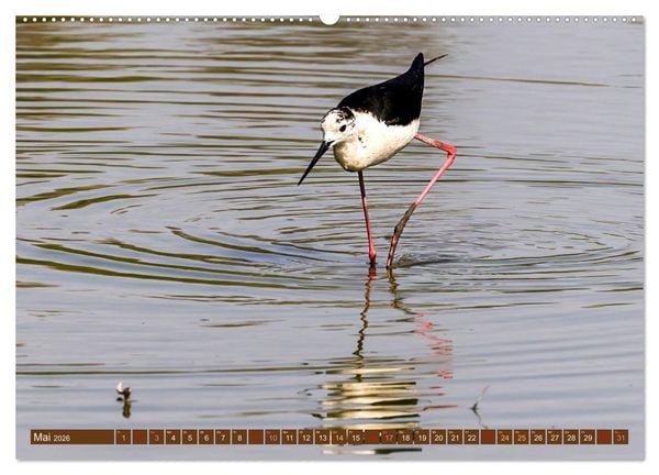 Produktbild: Die Vogelwelt der Camargue (hochwertiger Premium Wandkalender 2026 DIN A2 quer), Kunstdruck in Hochglanz