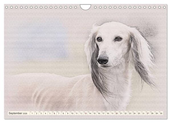 Produktbild: Windhunde 2026 (Wandkalender 2026 DIN A4 quer), CALVENDO Monatskalender
