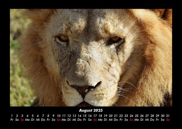 Produktbild: L&ouml;wen in der Wildnis 2025 Fotokalender DIN A3