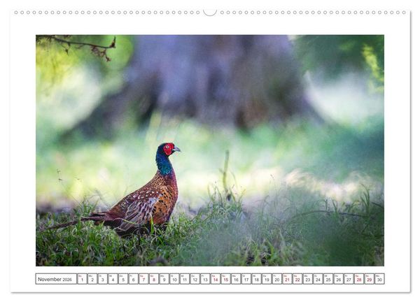 Produktbild: Lolland - Harmonie von Mensch und Natur (Wandkalender 2026 DIN A2 quer), CALVENDO Monatskalender