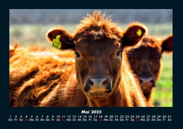 Produktbild: Tiere auf dem Bauernhof 2025 Fotokalender DIN A4