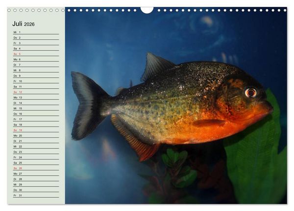 Produktbild: Knallbunte Wasserwelt. Die Welt der Fische (Wandkalender 2026 DIN A3 quer), CALVENDO Monatskalender