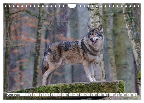 Produktbild: Tierwelt in den Canadian Rockies (Wandkalender 2026 DIN A4 quer), CALVENDO Monatskalender