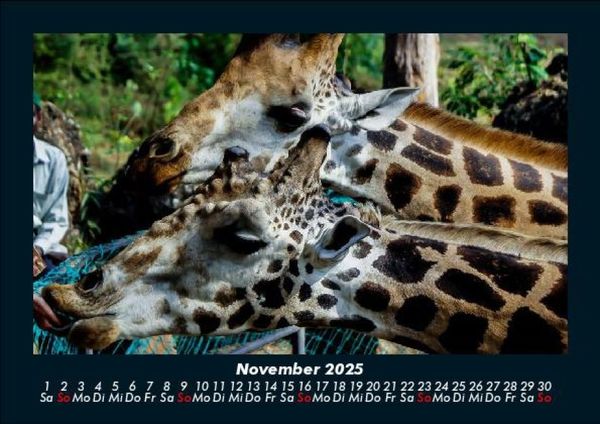 Produktbild: Giraffen 2025 Fotokalender DIN A5