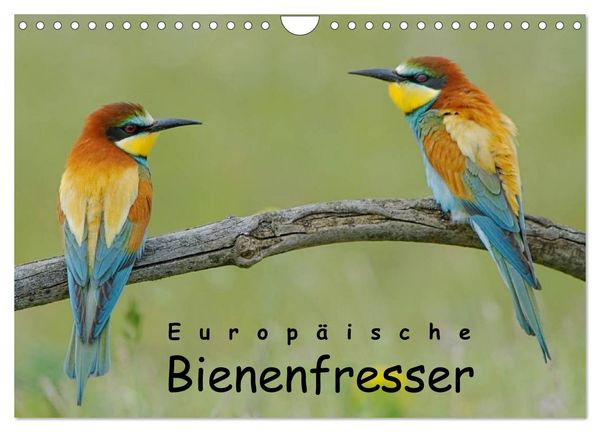 Produktbild: Europ&auml;ische Bienenfresser (Wandkalender 2026 DIN A4 quer), CALVENDO Monatskalender