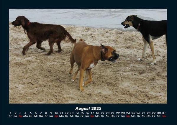 Produktbild: Hundezauber 2025 Fotokalender DIN A4