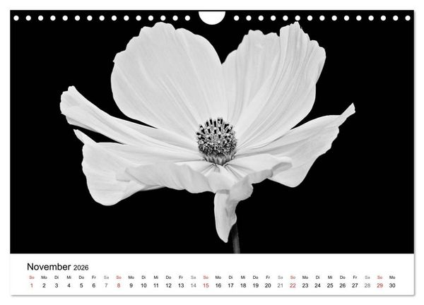 Produktbild: Blumen 2026, Schwarz-Wei&szlig; (Wandkalender 2026 DIN A4 quer), CALVENDO Monatskalender