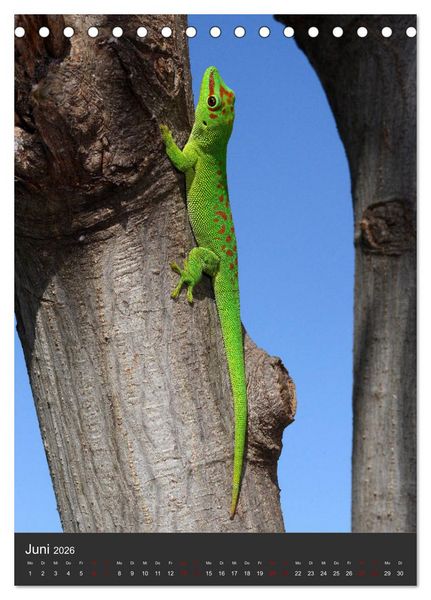 Produktbild: GECKOS (Tischkalender 2026 DIN A5 hoch), CALVENDO Monatskalender