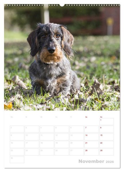 Produktbild: Der Dackel (M)ein treuer Weggef&auml;hrte (Wandkalender 2026 DIN A2 hoch), CALVENDO Monatskalender