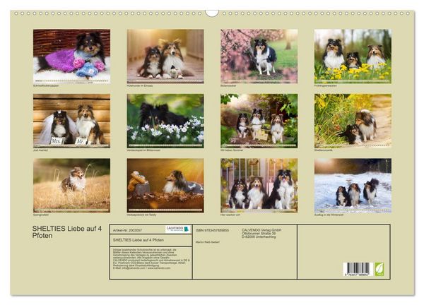 Produktbild: SHELTIES Liebe auf 4 Pfoten (Wandkalender 2026 DIN A2 quer), CALVENDO Monatskalender