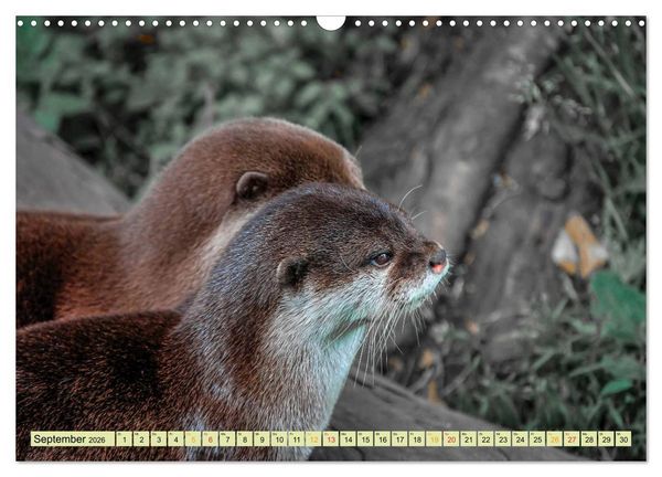 Produktbild: Fischotter - putzige Kerlchen und elegante Schwimmer (Wandkalender 2026 DIN A3 quer), CALVENDO Monatskalender
