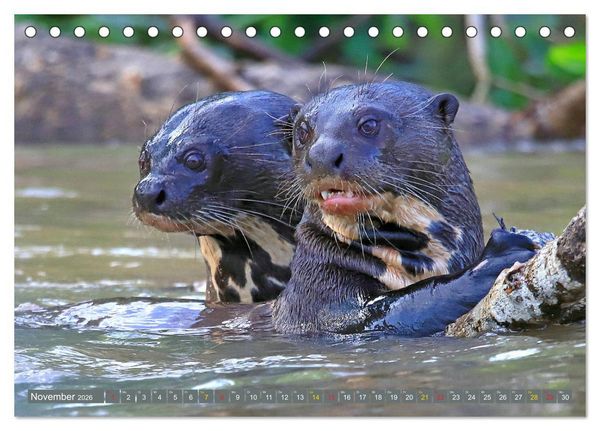 Produktbild: Riesenotter - Flussw&ouml;lfe im Pantanal (Tischkalender 2026 DIN A5 quer), CALVENDO Monatskalender