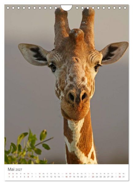Produktbild: Magie des Augenblicks - Giraffen - Riesen der Savanne (Wandkalender 2027 DIN A4 hoch), CALVENDO Monatskalender