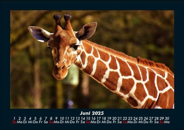 Produktbild: Giraffen 2025 Fotokalender DIN A5