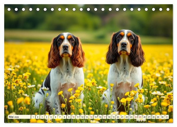 Produktbild: American Cocker Spaniel (Tischkalender 2026 DIN A5 quer), CALVENDO Monatskalender