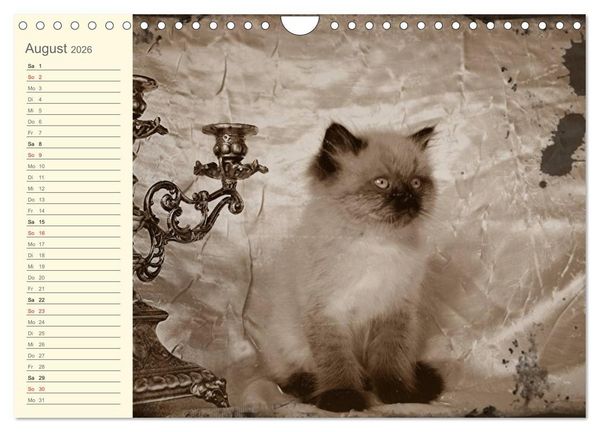 Produktbild: Oma's Katzenkalender 2026 (Wandkalender 2026 DIN A4 quer), CALVENDO Monatskalender