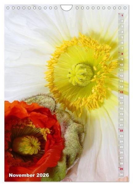 Produktbild: Mohn - Ein Bl&uuml;tentraum (Wandkalender 2026 DIN A4 hoch), CALVENDO Monatskalender