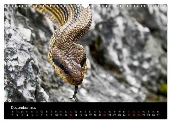 Produktbild: Reptilienkalender 2026 (Wandkalender 2026 DIN A3 quer), CALVENDO Monatskalender