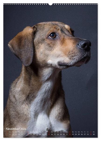 Produktbild: Dogs in Style (High Quality Premium Wall Calendar 2026 DIN A2 portrait),CALVENDO 12 Month Wall Calendar
