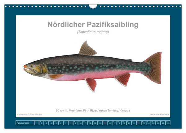 Produktbild: Fisch als Kunst 2026: Amerikanische Saiblinge (Wandkalender 2026 DIN A3 quer), CALVENDO Monatskalender