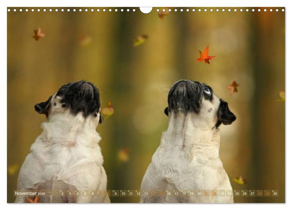 Produktbild: Lustige M&ouml;pse aus der Hundeknipserei (Wandkalender 2026 DIN A3 quer), CALVENDO Monatskalender