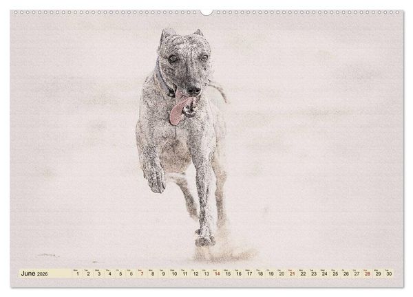 Produktbild: Whippets 2026 (High Quality Premium Wall Calendar 2026 DIN A2 landscape),CALVENDO 12 Month Wall Calendar