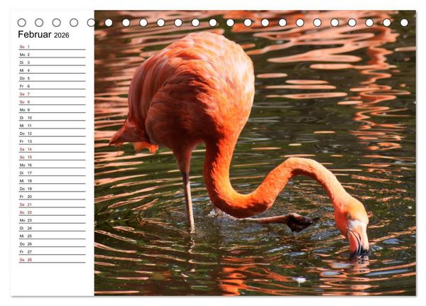 Produktbild: Elegante Flamingo (Tischkalender 2026 DIN A5 quer), CALVENDO Monatskalender