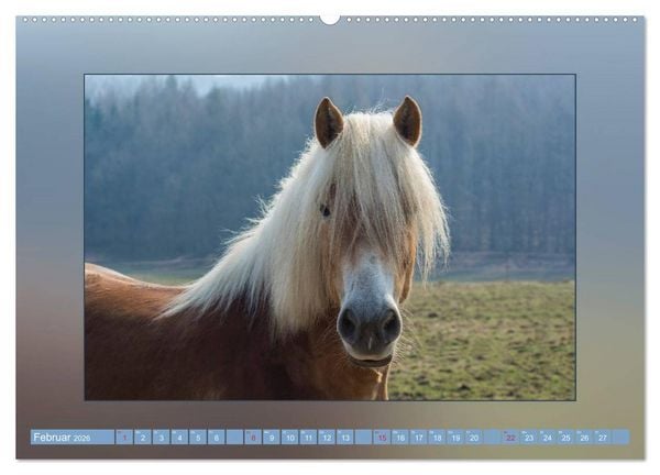 Produktbild: Pferde Vom Minishetty bis zum Kaltblut (Wandkalender 2026 DIN A2 quer), CALVENDO Monatskalender