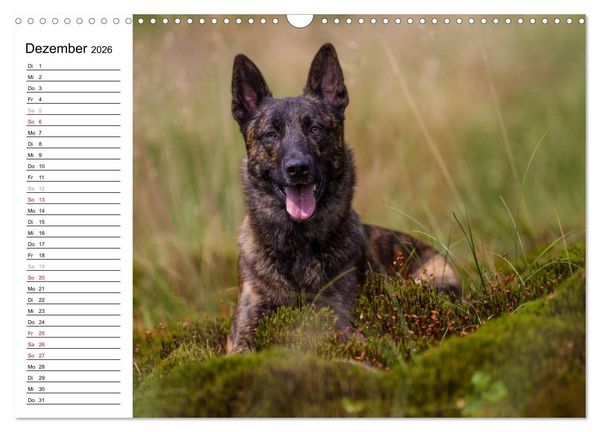 Produktbild: ausdrucksvolle Holl&auml;ndische Sch&auml;ferhunde (Wandkalender 2026 DIN A3 quer), CALVENDO Monatskalender