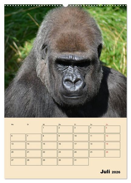 Produktbild: Gorillas (Wandkalender 2026 DIN A2 hoch), CALVENDO Monatskalender