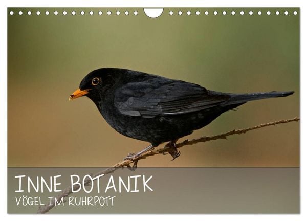 Produktbild: INNE BOTANIK - V&ouml;gel im Ruhrpott (Wandkalender 2026 DIN A4 quer), CALVENDO Monatskalender
