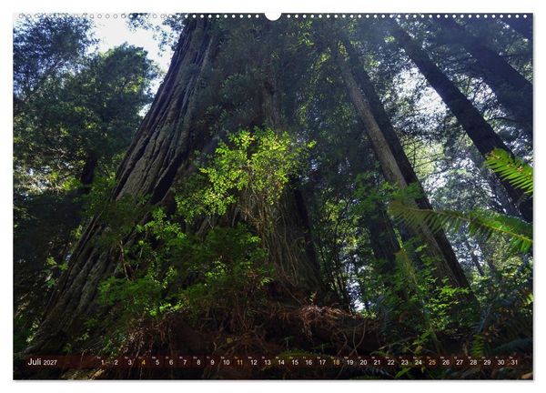 Produktbild: Spaziergang im Wald (Wandkalender 2027 DIN A2 quer), CALVENDO Monatskalender