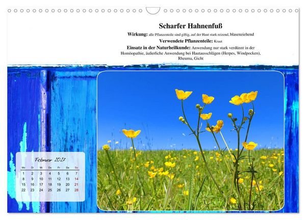 Produktbild: Gesundheit vor deiner Haust&uuml;re - Heilpflanzen am Alpenrand - Wirkung, Anwendungsbereiche und Teezubereitung (Wandkalender 2027 DIN A3 quer), CALVENDO Monatskalender