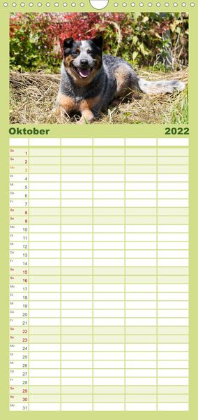 Produktbild: Familienplaner Faszinierende Australian Cattle Dogs (Wandkalender 2022 , 21 cm x 45 cm, hoch)