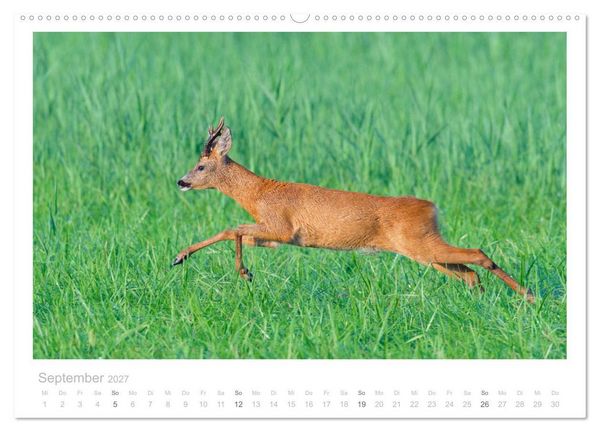 Produktbild: Rehwild 2027 (Wandkalender 2027 DIN A2 quer), CALVENDO Monatskalender