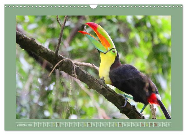 Produktbild: Some Costa Rican Birds (Wall Calendar 2026 DIN A3 landscape), CALVENDO 12 Month Wall Calendar