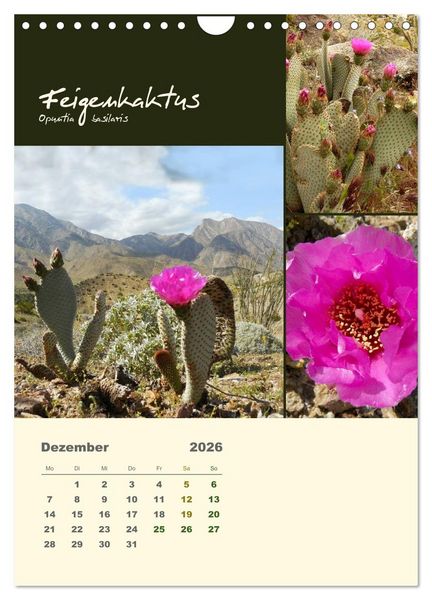 Produktbild: Kakteen der US-S&uuml;dweststaaten (Wandkalender 2026 DIN A4 hoch), CALVENDO Monatskalender