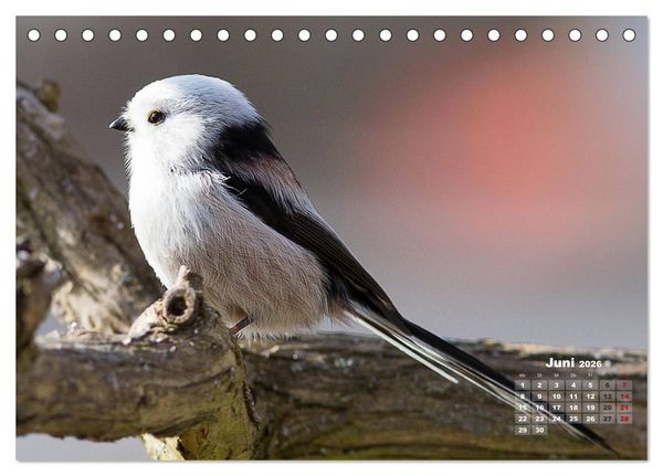 Produktbild: NATUR PUR - Singv&ouml;gel ganz nah (Tischkalender 2026 DIN A5 quer), CALVENDO Monatskalender