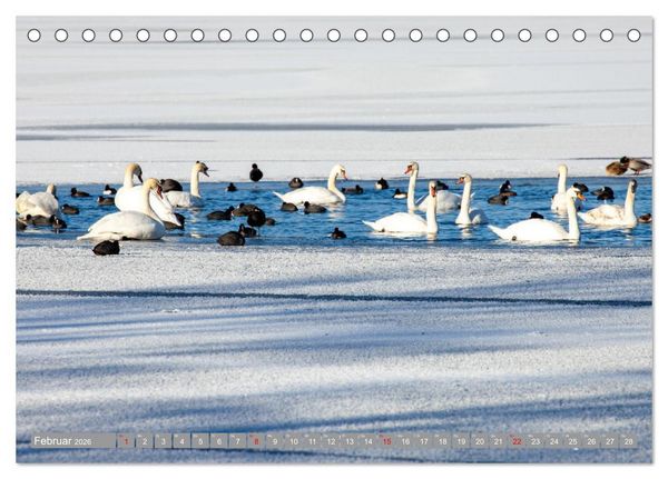 Produktbild: Der Schwanentanz (Tischkalender 2026 DIN A5 quer), CALVENDO Monatskalender