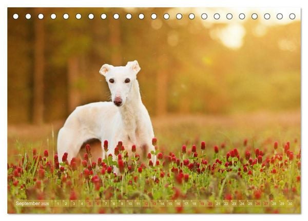 Produktbild: Zauberhafte Windhunde (Tischkalender 2026 DIN A5 quer), CALVENDO Monatskalender