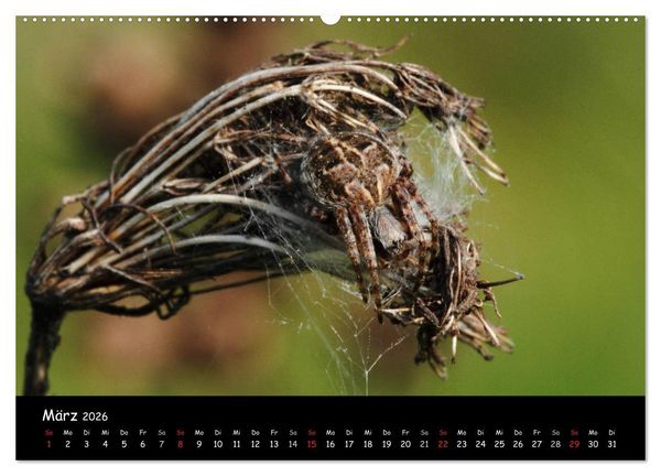 Produktbild: Heimische Spinnen (hochwertiger Premium Wandkalender 2026 DIN A2 quer), Kunstdruck in Hochglanz