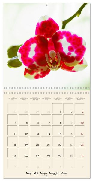 Produktbild: Butterfly orchids in high fidelity (Wall Calendar 2026 12 &times; 12 Inch) CALVENDO 12 Month Wall Calendar