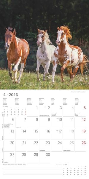 Produktbild: Pferde 2026 - Broschürenkalender 30x30 cm (30x60 geöffnet) - Kalender mit Platz für Notizen - Horses - Bildkalender - Wandplaner - Pferdekalender
