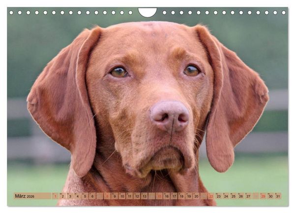 Produktbild: Magyar Vizsla - Vielseitiger Jagdhund mit Familienanschluss (Wandkalender 2026 DIN A4 quer), CALVENDO Monatskalender