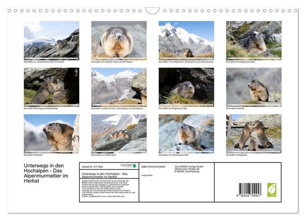 Produktbild: Unterwegs in den Hochalpen - Das Alpenmurmeltier im Herbst (Wandkalender 2026 DIN A3 quer), CALVENDO Monatskalender