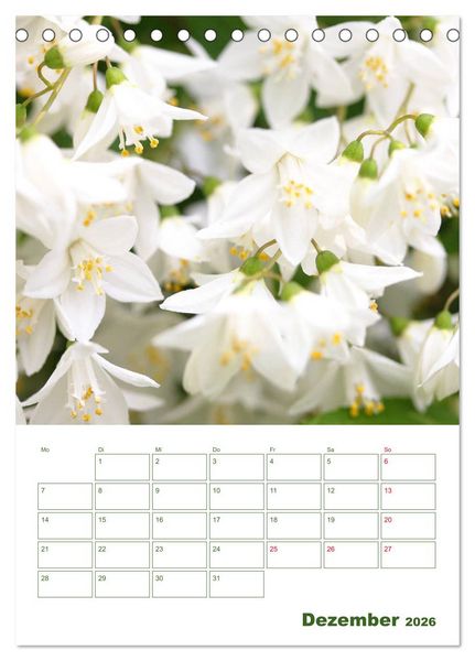 Produktbild: Wei&szlig;e Bl&uuml;ten im Gr&uuml;nen (Tischkalender 2026 DIN A5 hoch), CALVENDO Monatskalender